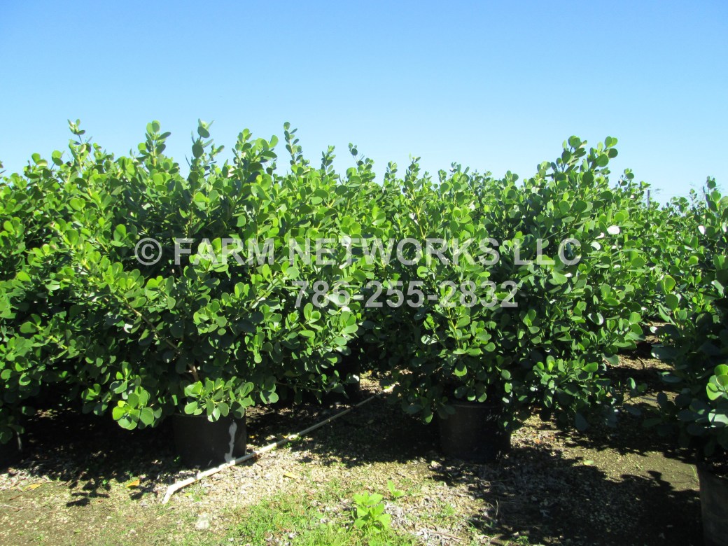 25-Gallon Clusia-for Sale