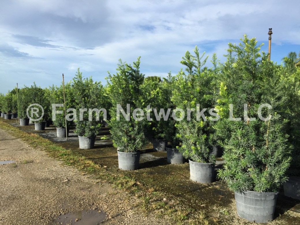 25 Gallon Podocarpus Hedge