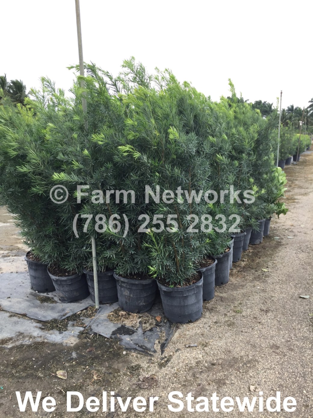 3 Gallon South Florida Podocarpus