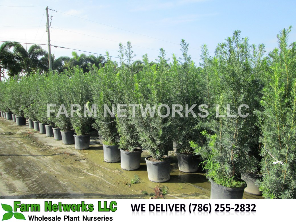 7 Gallon Podocarpus Hedge