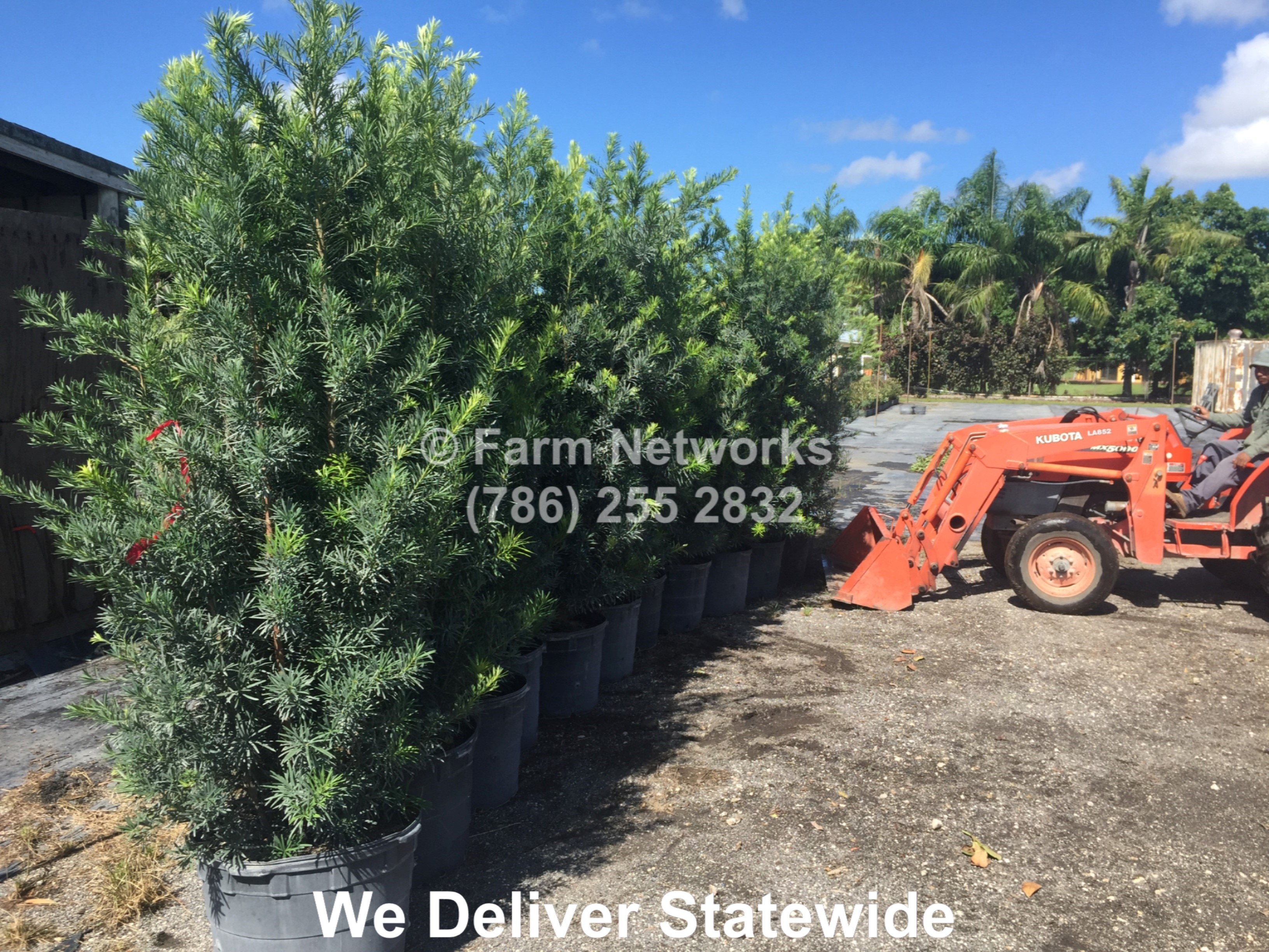 Podocarpus Plants For Sale