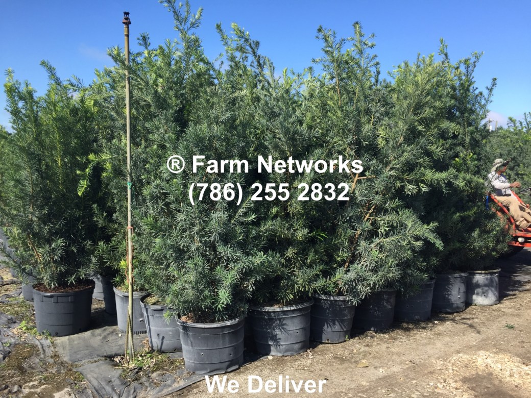 Broward Florida Podocarpus