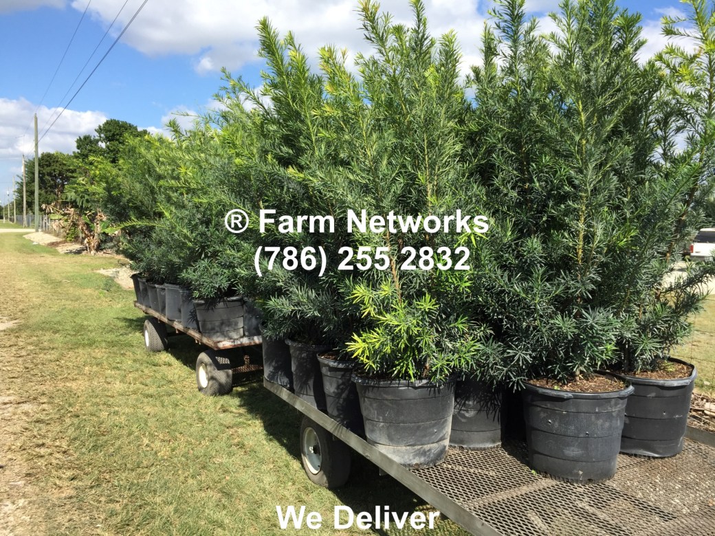 Homestead Florida Podocarpus