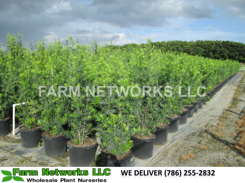 Podocarpus Hedge Boca Raton