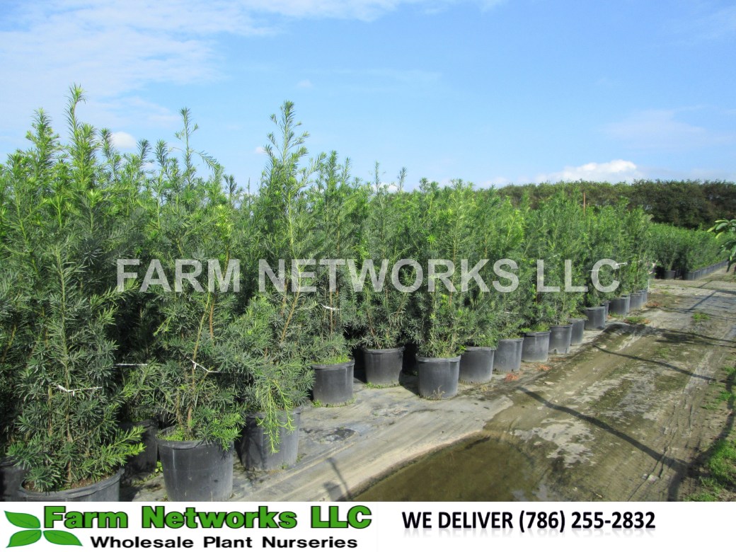 Podocarpus Hedge Broward
