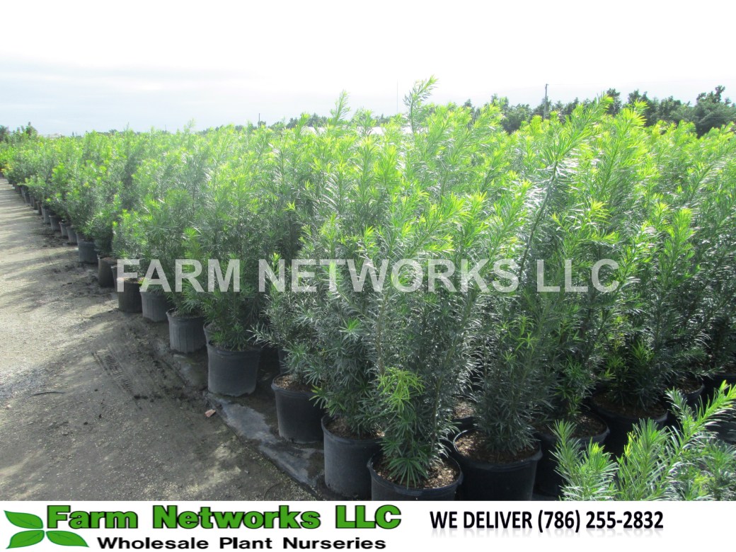 Podocarpus Hedge Hallandale, FL