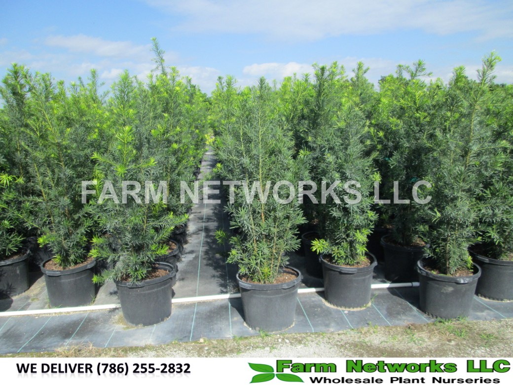 Podocarpus Hedge Jupiter, FL