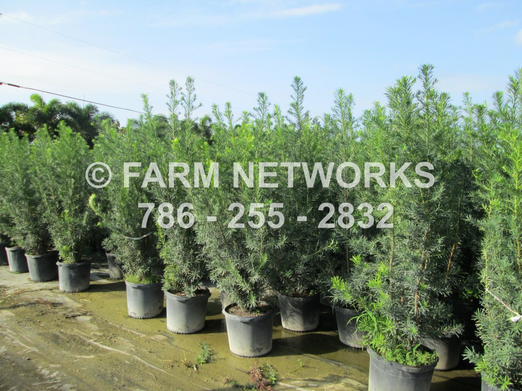 podocarpus-macrophyllus-maki-japanese-yew