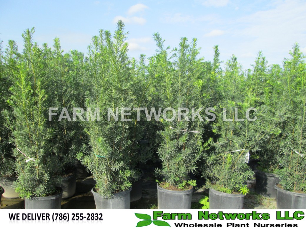 Podocarpus Hedge Parkland, FL