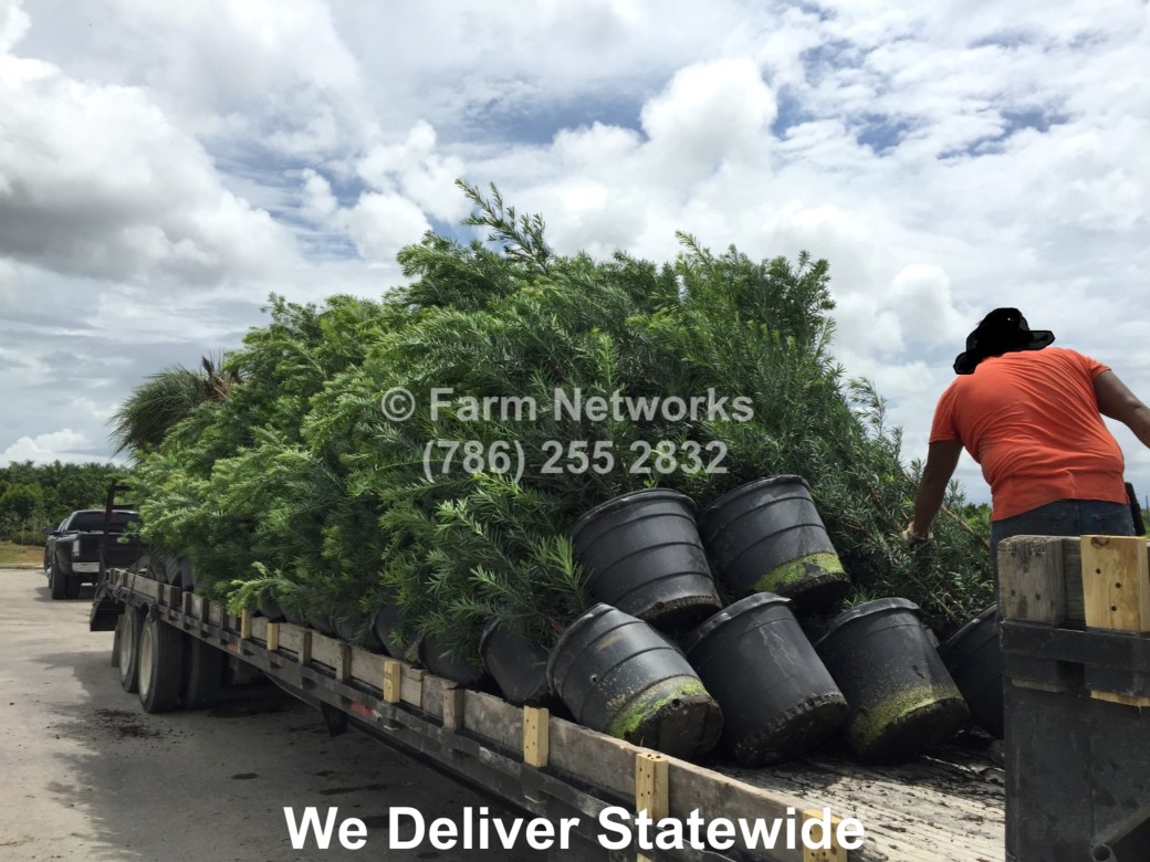 South Florida Podocarpus