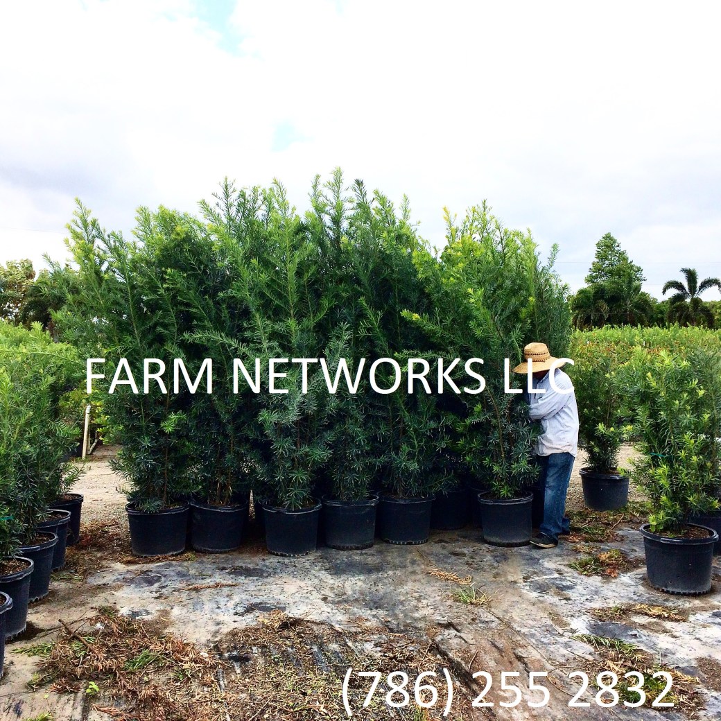 15 Gallon Podocarpus Hedge