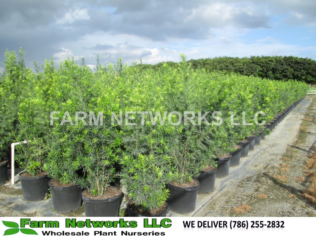 3-Gallon Podocarpus Hedge