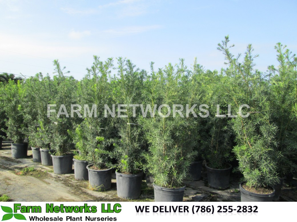 7 Gallon Podocarpus Hedge